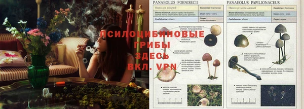 МДПВ Ветлуга